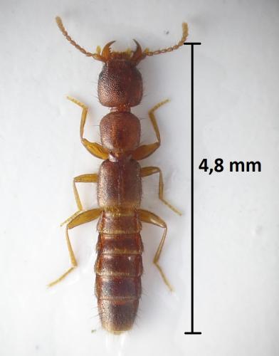 Medon sp.